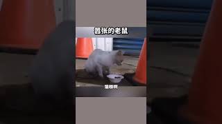 funny kitten being bullied by mouse猫被老鼠欺负了