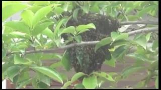 Reproduction of bees in iran shahsavar