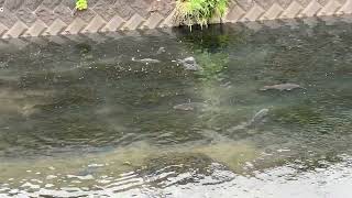 【４K映像】川魚　産卵　[4K video] River fish spawning big river fish