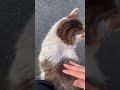 【野良猫】背中をなでたらくしゃみする猫ちゃん🤧