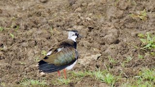 Northern Lapwing (Vanellus vanellus ♂) / Kiebitz [2]