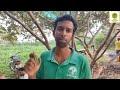 பீர்க்கங்காயின் எண்ணற்ற பலன்கள் organic foods tamil permaculture