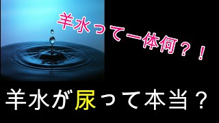 【羊水ってそもそも何？】と思ったことはありませんか？