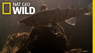 Fishing With Alligator Snappers | Wild Mississippi