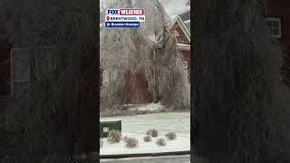 ⚡️ POWER LINES DOWN: Trees In Tennessee Have Collapsed Amid Serious Snow And Ice Accumulation
