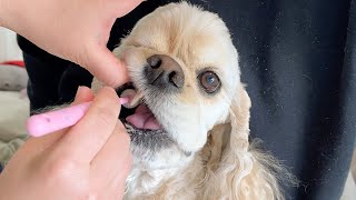 Cute Cocker Spaniel brushing teeth with a human children's toothbrush