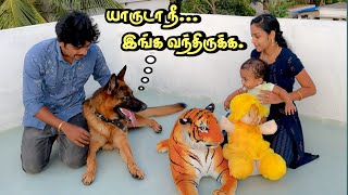 யாருடா நீ இங்க வந்திருக்க 😂 Jacky VS Ryan Arthur | Jacky The German Shepherd