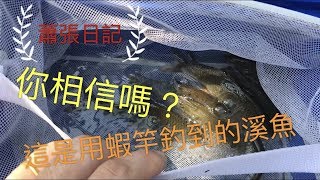 蕭張日記#73 用釣蝦竿釣中石賓\u0026馬口魚