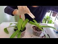 sophie s garden 兰花， 给兜兰分盆换盆的过程paphiopedilum barbigerum