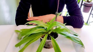 Sophie's Garden 兰花， 给兜兰分盆换盆的过程Paphiopedilum barbigerum