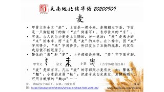 古书中有一种说法是，“麦”字和“来”字发生了词义互换的现象，“麦”本来表示来回，而“来”表示麦子……爱FM《天南地北谈华语》20200909