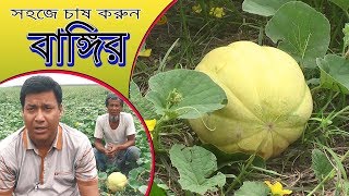 বাঙ্গি চাষ | বাঙ্গি চাষ পদ্ধতি | সহজে চাষ করুন | বাঙ্গির বাম্পার ফলন | সাফল্য নাটোর নয়াবাজার কৃষকে