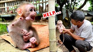 Rescuing the Poor Monkey Kaki: A Miraculous Journey from Suffering to Joy