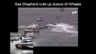 Sea Shepherd hurting whales during killing in Sandavágur, Faroe Islands