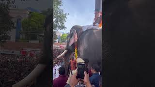 choorur madam rajasekharan | ചുരൂര് മഠം രാജശേഖരൻ #elephant #aanapremi #aanakeralam #pooram #shorts