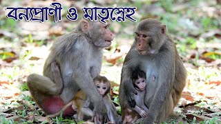 বন্যপ্রাণী ও মাতৃস্নেহ | Maternal Care in Wildlife