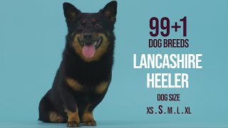 Lancashire Heeler / 99+1 Dog Breeds