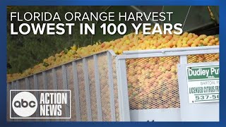 Why Florida orange harvest could be the lowest in almost 90 years