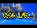 #VLOG Ikan oscar JUMBO 6 jari