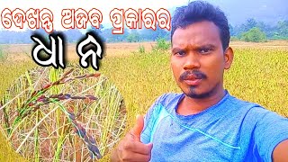 ପ୍ରକୃତରେ ଏହାର ସତ୍ୟତା କଣ | ଅଜବ ପ୍ରକାର ଧାନ ||  @garibacelibrity