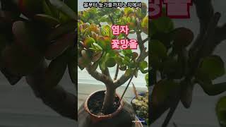 #꽃피는염자키우기