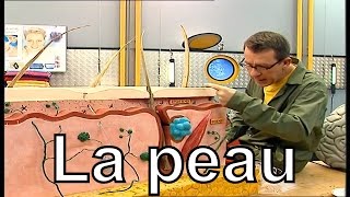 Quelles sont les différentes couches de la peau? - C'est pas sorcier