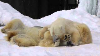 2013年2月19日　旭山動物園　ホッキョクグマ　ルルとピリカ２