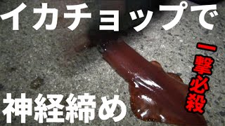 一撃！イカの神経締め【イカチョップ】