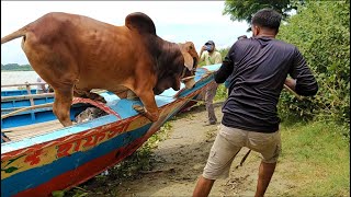 Cow Unloading , Cattle Market , Cow Mandi , Cow Videos , Big Cow , Humba , Part 101. Cow Baari .