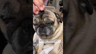 【パグ 】寒い日の朝は起きたくないなぁ〜＃shorts＃パグ 犬＃ぶんぶん