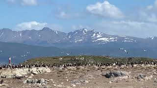 ビーグル水道クルーズ　ペンギンに会いに行く！Argentina Beagle Channel Boat Trip to Penguin Colony from Ushuaia