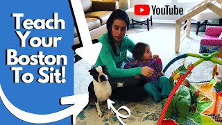 Teach Your Boston Terrier To Sit In No Time!