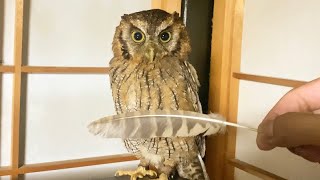 見つめ続けるフクロウ Staring owl