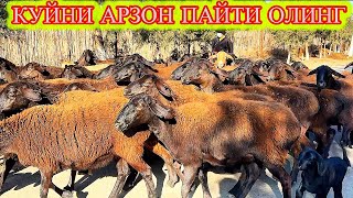 ДАЛА ДАШДА КУН КУ́РАДИ ХИСОРИ КУ́Й ЖИМ ЮРАДИ #асрордонаев