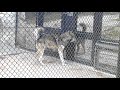 シンリンオオカミeastern timber wolf（名古屋・東山動植物園　nagoya higashiyama zoo）