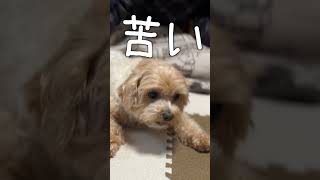 【切り抜き】薬嫌いの犬が頑張った結果...【マルプー/Maltipoo COCO】#shorts