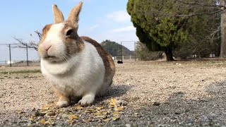 Rabbit with very cute bosom