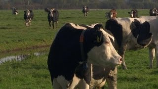 Ook koeien genieten van novemberzon