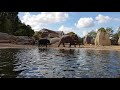 Elephants in Artis - Amsterdam Zoo