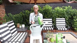 How To Use GuanoBoost with a large watering can.