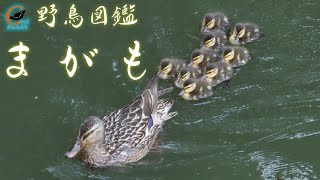 【野鳥図鑑 /マガモ】リモートバードウォッチング 　北海道札幌市で出会った子育て真最中のマガモの姿と特徴などを紹介しています。