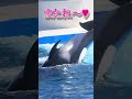 天才シャチ「ラビー」が喋った shorts 鴨川シーワールド シャチ kamogawaseaworld orca killerwhale