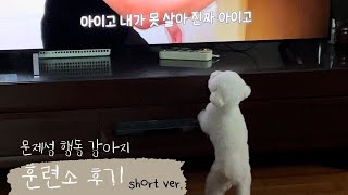 [미니비숑] 짧지만 임팩트(?) 있는 애견훈련소 후기! 우당탕탕 숑숑이 문제 행동의 이유, 문제행동 개선, 그 후 이야기