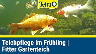 Teichpflege im Frühjahr | Fitter Gartenteich für den Frühling