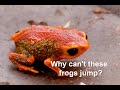 Why can't these frogs jump?