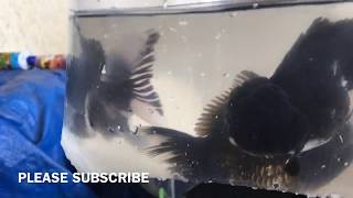 Buying Panda Oranda | High Quality Goldfish