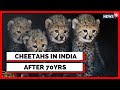 Cheetah In India | India Welcomes The Animal After 70 Years | PM Modi Birthday | English News