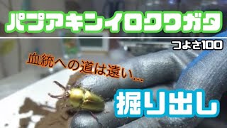 【掘り出し】パプアキンイロクワガタ！カラー血統は難しい...