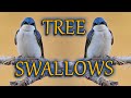 Stop and take a good look at these Tree Swallows