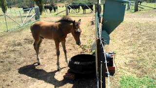 Caddy Sneaky feed (8 weeks).mp4